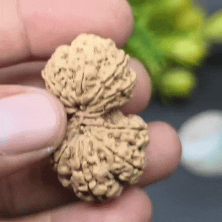 Gauri Shankar Rudraksha original Lab Certifed