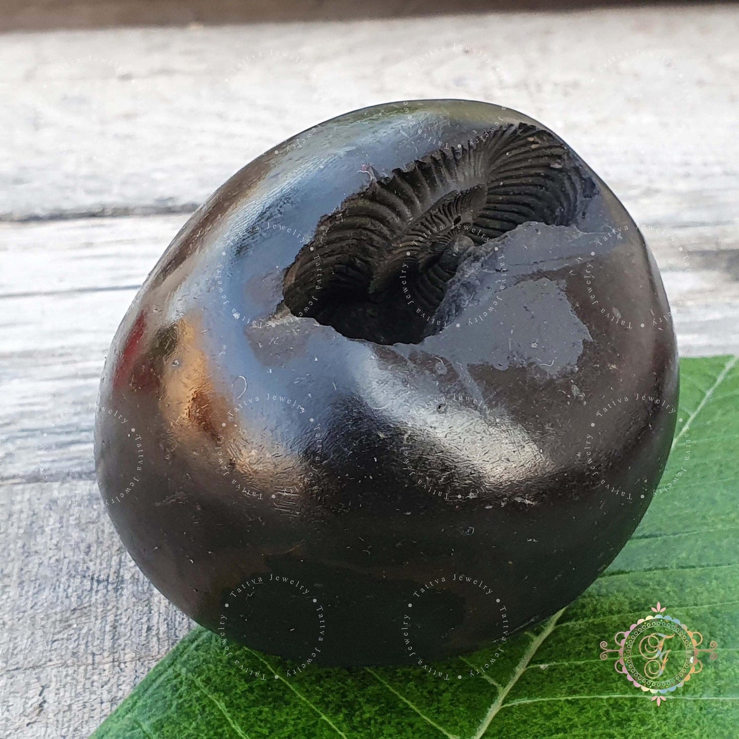 Divya Laxmi Narayan Shaligram  Stone