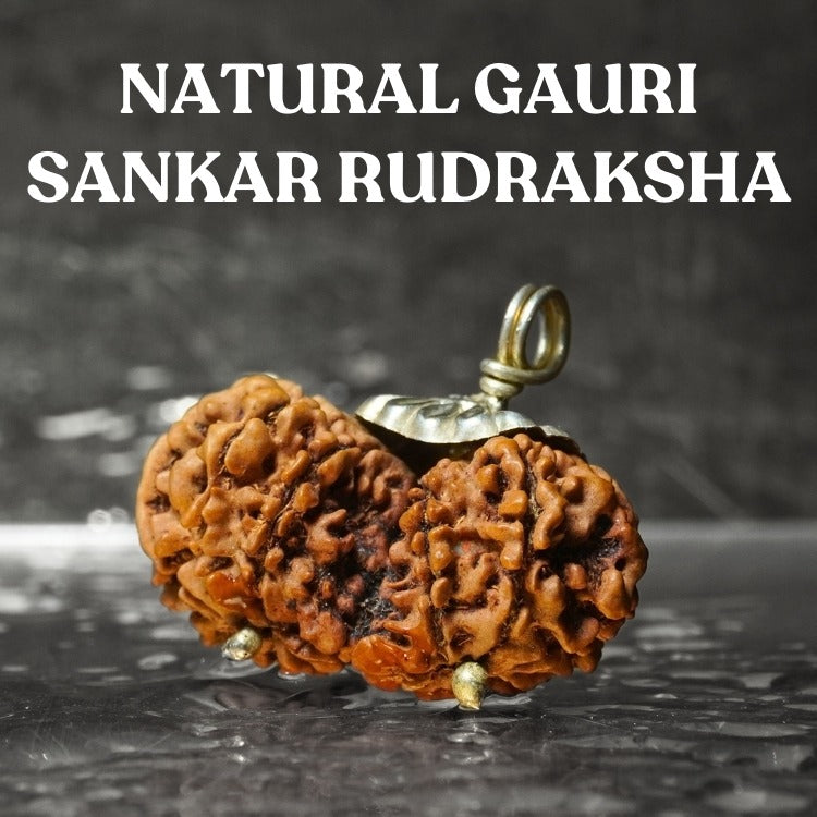 Gauri Shankar Rudraksha original Lab Certifed