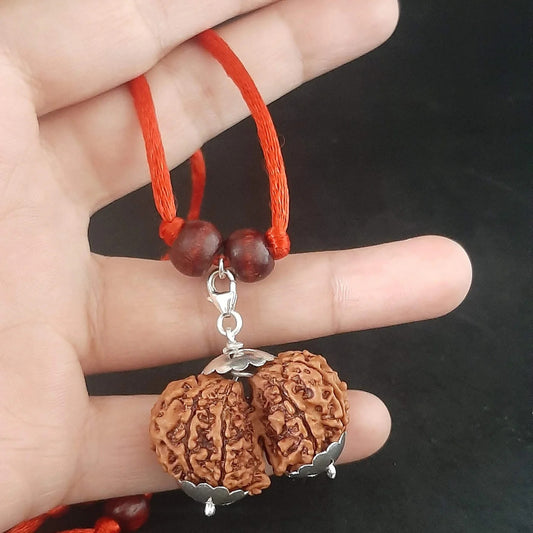 Gauri Shankar Rudraksha original Lab Certifed